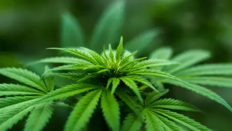 Incannex Stock Soars 64.82% Amid Cannabis Industry Shifts
