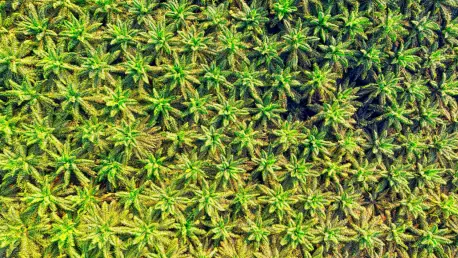 Unlocking Indonesian Commodities with Arie Palm Oil Insights