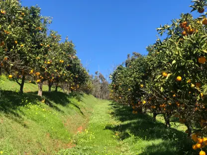 Who Really Owns the Fruit on a Farmer’s Land?